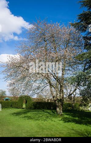Ein fünfzig Jahre alter wilder Kirschbaum (prunus avium) blüht im Frühling in einem englischen Garten unter blauem Himmel in der Mitte eines grünen Grasrases im Herbst Stockfoto