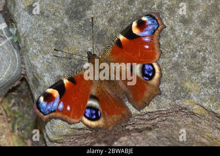 Peacock Butterfly sonnt sich auf dem Felsen, England. Einer der ersten Schmetterlinge, die im Frühling nach dem Winterschlaf auftauchen. Stockfoto