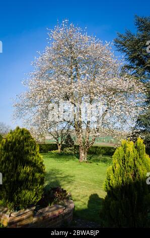 Ein fünfzig Jahre alter wilder Kirschbaum (prunus avium) im Frühling in einem englischen Garten unter einem klaren blauen Himmel in Großbritannien blüht Stockfoto