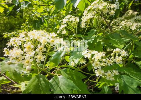 Weißstrahl (Sorbus Arie) blühend auf einem Naturschutzgebiet in der Herefordshire UK Landschaft. Mai 2020 Stockfoto