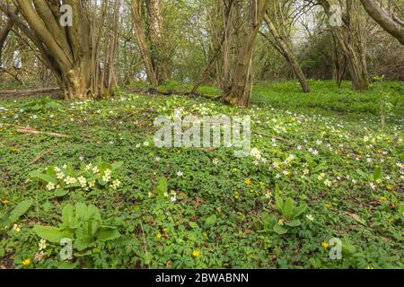 Waldfrühlingsblumen in einem Naturschutzgebiet in der Herefordshire UK Landschaft. April 2020 Stockfoto