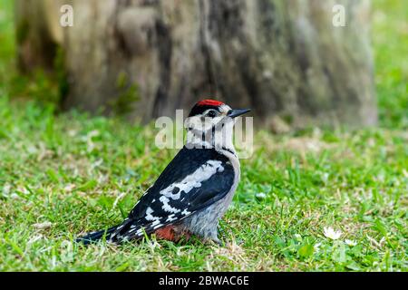 Buntspecht Dendrocopos Major in einem Norfolk Garten in Großbritannien Stockfoto