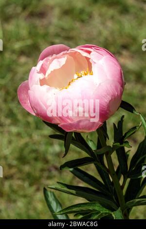 Lachs Pfingstrose Lactiflora 'Abalone Pearl' Stockfoto