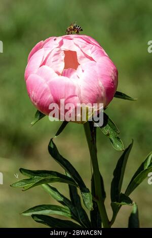 Lachs Peony lactiflora 'Abalone Pearl' und Honigbiene, Stiel Stockfoto