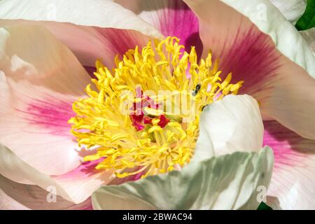 Lachsfarbe Pfingstrose Paeonia lactiflora 'Soft Apricot Kisses' Stockfoto