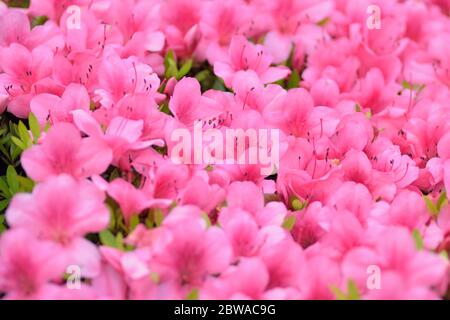 Makro Hintergrund von Pink Azalea Blumen im Sommergarten in Japan Stockfoto