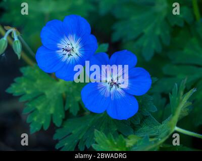 Nahaufnahme von zwei schönen blauen Blüten von Cranesbill Geranie, Sorte Rozanne Stockfoto