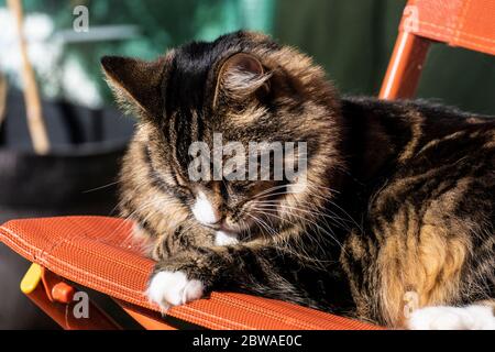 Eine schöne, langhaarige, flauschige, gestromte Katze, die auf einem orangefarbenen Liegestuhl bei Sonnenschein mit dunkelgrünem Hintergrund ein Nickerchen macht Stockfoto