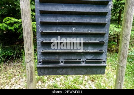 Pheromonfalle Fichtenrindenkäfer-Falle-Wanzen Stockfoto