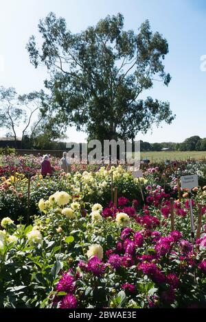 Ein Feld voller blühender Dahlien in Gilberts Nursery; für die Öffentlichkeit zugänglich für die Besichtigung und Bestellung von Pflanzen für das nächste Jahr in Großbritannien Stockfoto