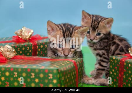 Zwei niedliche bengalische Kätzchen sitzen in der Nähe der Geschenke des Festes. Haustiere. Stockfoto