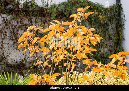 Schöne Herbstblätter auf einem kleinen eingetopften essbaren Quitten Baum Cydonia Leskovacz in einem englischen Garten Stockfoto