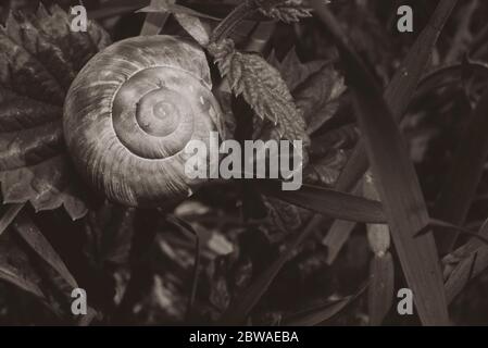 Alte Schneckenschale auf einer Pflanze, verlassene Schneckenschale, Schwarz-Weiß-Foto Stockfoto