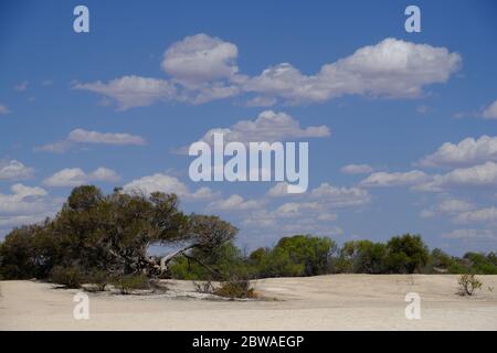 WESTERN Australia Hamelin Pool Marine Nature Reserve - Küstenvegetation Stockfoto