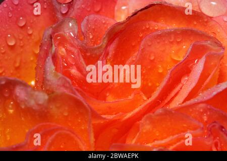 Schöne zweifarbige Rose wächst auf einer grünen Wiese. Nach dem Sommerregen. Nahaufnahme. Stockfoto