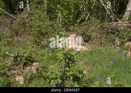 Frühjahrswachstum einer jungen Douglasie (Pseudotsuga menziesii), die auf einer Plantage in einem Wald in ländlichen Devon, England, Großbritannien wächst Stockfoto