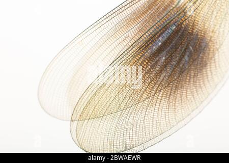 Detail der Flügel einer männlichen gebänderten demoiselle Fliege, Calopteryx splendens, fotografiert vor weißem Hintergrund. North Dorset England GB Stockfoto