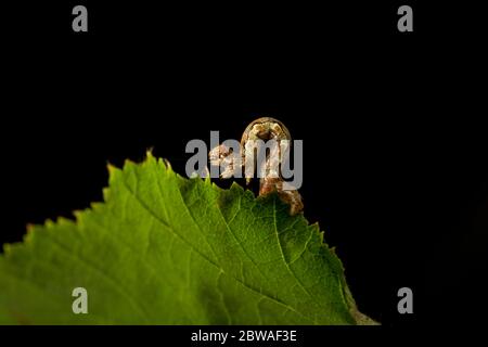 Die Larve oder Raupe der gesprenkelten Umbermotte Erannis defoliaria, fotografiert vor schwarzem Hintergrund. North Dorset England GB Stockfoto