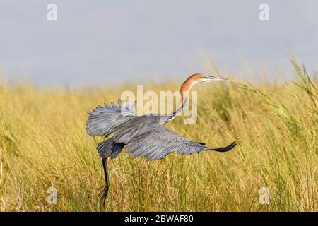 Goliath-Reiher (Ardea goliath) im Flug, Murchison Falls National Park, Uganda. Stockfoto