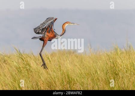 Goliath-Reiher (Ardea goliath) im Flug, Murchison Falls National Park, Uganda. Stockfoto