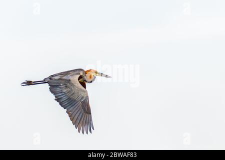 Goliath-Reiher (Ardea goliath) im Flug, Murchison Falls National Park, Uganda. Stockfoto