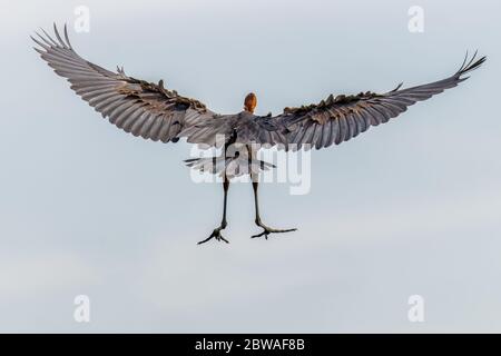 Goliath-Reiher (Ardea goliath) im Flug, Murchison Falls National Park, Uganda. Stockfoto