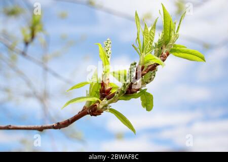 Zweig der Pappelbaum mit jungen Knospen und grünen Blättern. Natürliches Allergen. Natur leben. Stockfoto