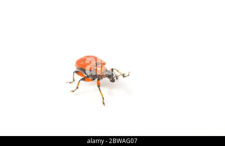 Ein Haselblättriger Walzenrüssler, Apoderus coryli, fotografiert vor weißem Hintergrund. Dorset England GB Stockfoto