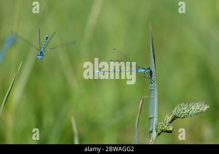 Damselfly balancieren auf Gras und eine andere im Flug. Stockfoto