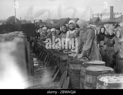 Hering Ernte bei Lowestoft Scotch Fischer Mädchen Ausgucken und Verpackung der Fische auf der Kai Seite Lowestoft . November 1920 Stockfoto