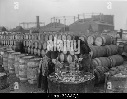 Hering Ernte bei Lowestoft Scotch Fischer Mädchen Ausgucken und Verpackung der Fische auf der Kai Seite Lowestoft . November 1920 Stockfoto