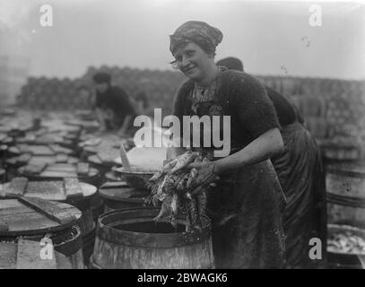 Hering Ernte bei Lowestoft Scotch Fischer Mädchen Ausgucken und Verpackung der Fische auf der Kai Seite Lowestoft . November 1920 Stockfoto