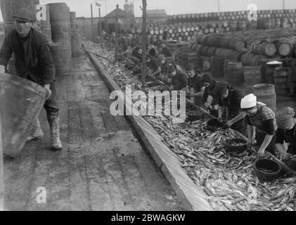 Hering Ernte bei Lowestoft Scotch Fischer Mädchen Ausgucken und Verpackung der Fische auf der Kai Seite Lowestoft . November 1920 Stockfoto