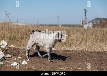 Kleine weiße Ziege gehen auf dem Boden. Stockfoto