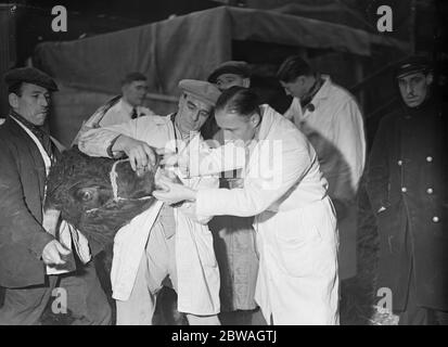 Bestandener Tierarzt auf der Smithfield Show 1937 3. Dezember 1937 Stockfoto