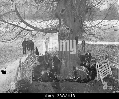 Ziehen 300 Jahre alte Bäume in Buschy Park , London , das war gefährlich geworden . Die Arbeit wurde von Arbeitslosen Welsh und Durham Bergleute. 16. Januar 1929 Stockfoto