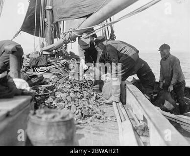 Die Eröffnung der Oyster Season Oyster Fishing in Whitstable 31 August 1916 Stockfoto
