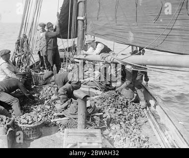 Die Eröffnung der Oyster Season Oyster Fishing in Whitstable 31 August 1916 Stockfoto