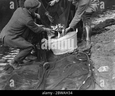 Der Lachs wird auf dem Fluss Wye geschmolzen Stockfoto