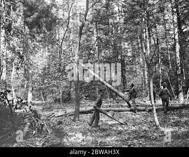 Kanadischer Holzfäller im Windsor Great Park Hier das Foto zeigt eine feine Tanne, die fällt Stockfoto