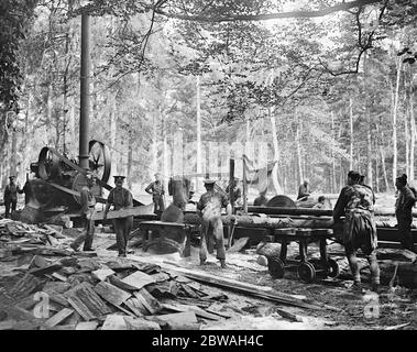 Kanadischer Holzfäller im Windsor Great Park Hier das Foto zeigt die Fichte, die in der Sägemühle geschnitten wird Stockfoto