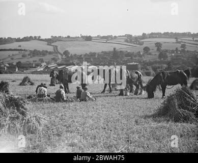 Ernte 1936 , Bucks und Somerset 1936 Stockfoto