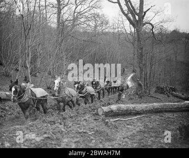 Ein Team von Holzfällern bei CHIPPS Cross , zwischen Rye und Hastings Februar 1936 Stockfoto