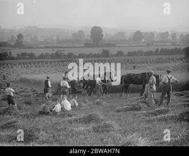 Ernte 1936 , Bucks und Somerset 1936 Stockfoto