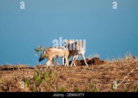 Zwei Schwarzrückenschakale (Canis mesomelas) kämpfen an einem Wasserloch im Etosha National Park, Namibia. Stockfoto