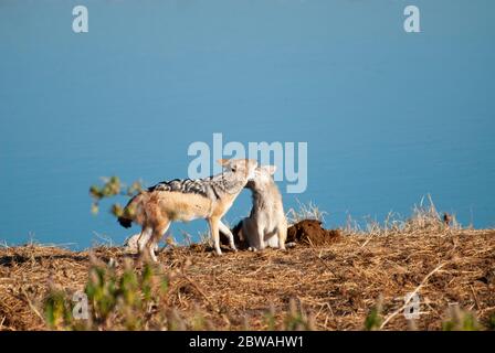 Zwei Schwarzrückenschakale (Canis mesomelas) kämpfen an einem Wasserloch im Etosha National Park, Namibia. Stockfoto