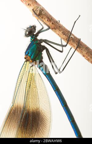 Eine männliche gebänderte demoiselle Fliege, Calopteryx splendens, fotografiert vor weißem Hintergrund. North Dorset England GB Stockfoto