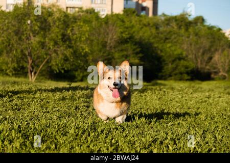 Welsh Corgi Pembroke Lächeln und glücklich netter Hund auf dem Gras im Park sitzen. Stockfoto