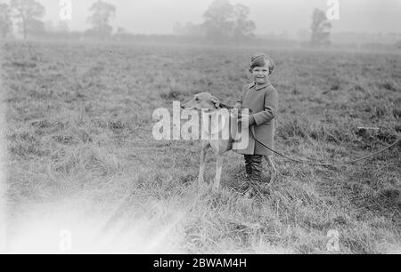 Südengland Coursing Treffen in Mentmore Lord Primrose ( Dalmeny ) Sohn des Earl und Gräfin von Roseberry 10 November 1932 Stockfoto