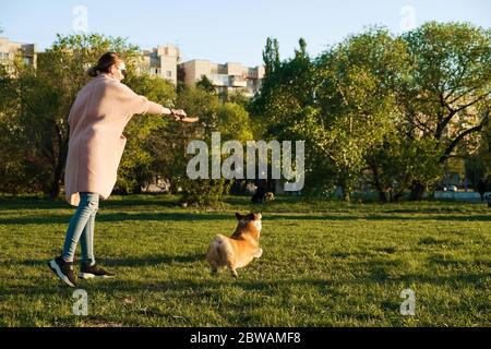 Lächelndes Mädchen, das mit ihrem Welsh Corgi Pembroke Welpen spielt, lächelt und glücklich. Netter Hund, der mit einem Stock im Park spielt. Stockfoto